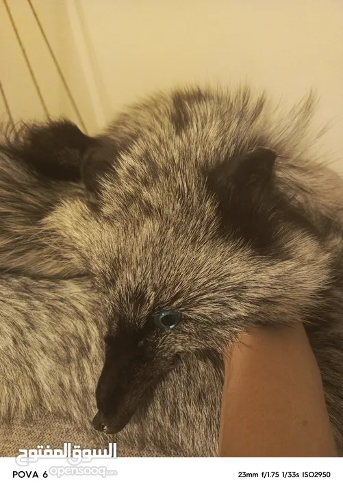 فروه silver fox