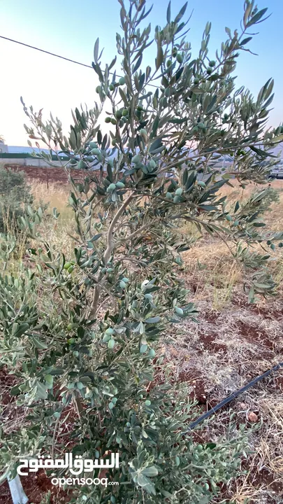 قطعه ارض في النصاريه