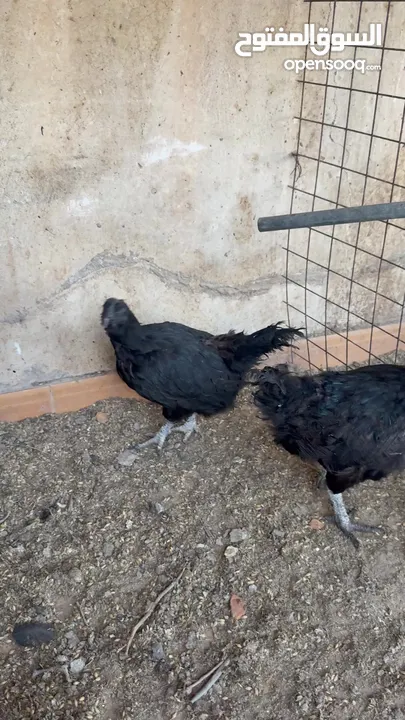 موجود دجاج اللمبرقيني ( الأندونيسي الأسود ) للبيع