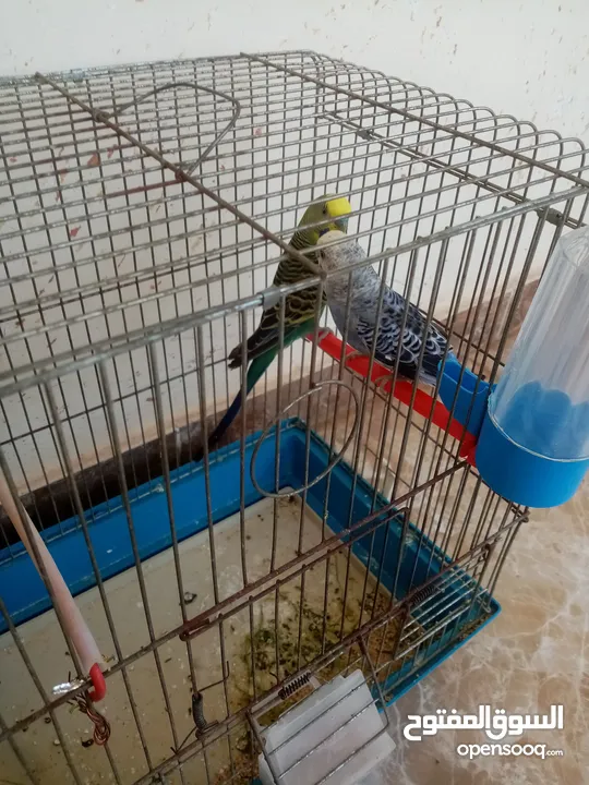طيور حب للبيع