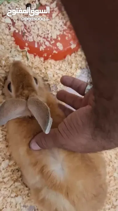 rabbit cute with cage for sale