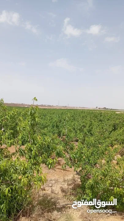 فرصه لااااااااتعوض في البستانه اراضي مميزة من مالكها /المفرق البادية الشمالية