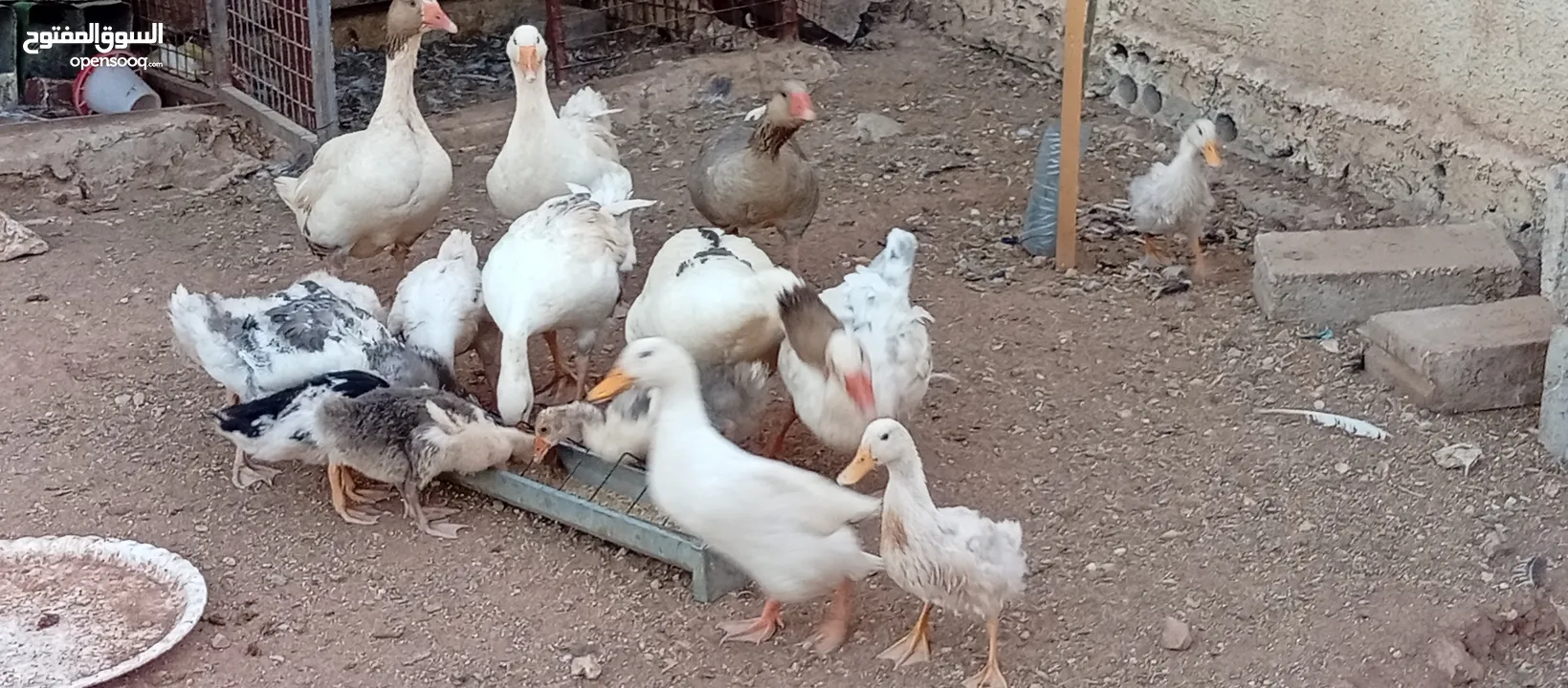 موجود وز وبط قطعه وحده