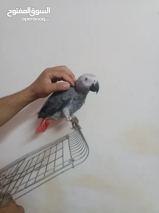 بغبغاء كاسكو