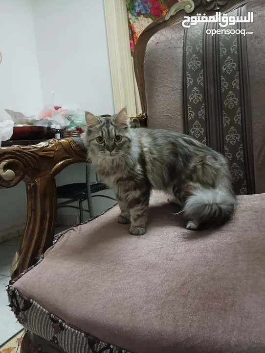 Free 1yr old female persian cat for adoption