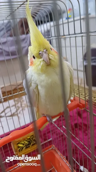 ببغاء كوكتيل حلو ومرتب وبعمر اصغير اكلو معو وقفسو معو ونضيف جدآ للبيع مع جميع اغراضو