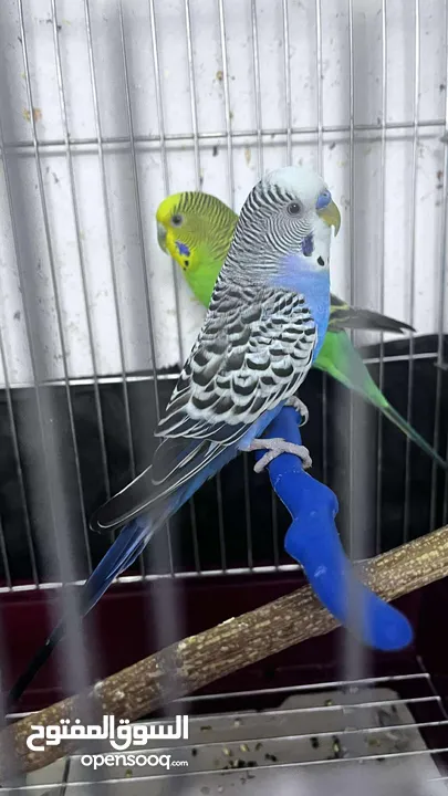 عصفور البادجي