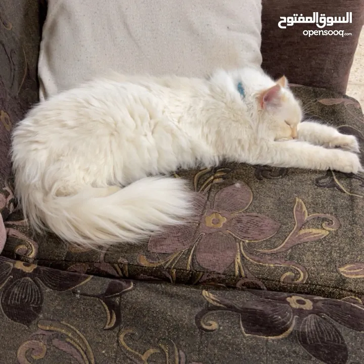 شيرازي للبيع عمرها سنة وشوي سعرها 600(قابل للتفاوض المعقول) اجتماعية وبترد عصحابها ومتعودة عالحمام