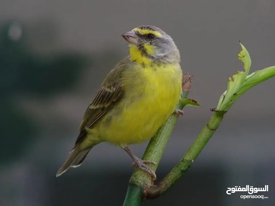 زوج موزنبيقي بيع او مراوس