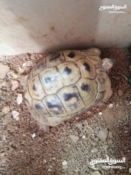 سلاحف عدد 2 ذكر وانثى للبيع حجم كبير