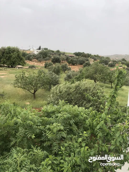 منزل منعزل مع حديقة فواكه 3 غرف صاله مجلس بلكون مطبخ مجهز مواقف سيارات