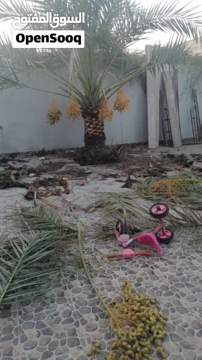 لتنظيف النخيل والواشنتونيا والاهتمام بالحدائق والثمار بكافه انواعها