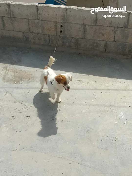 كلبة جاك رسل