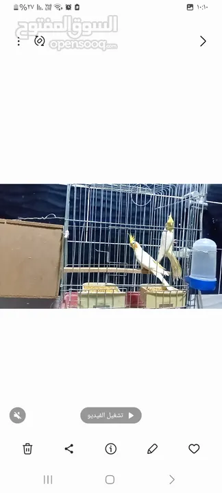 جوز لاتينو البيع عين حمرا مع قفص كاسكو