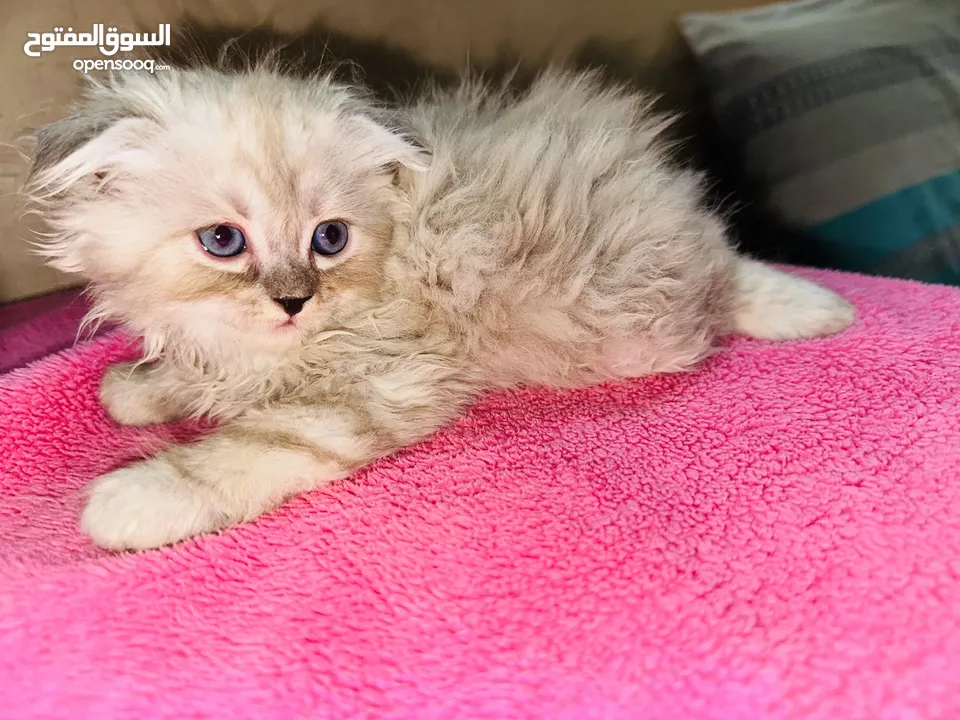 قط شيرازي سكني