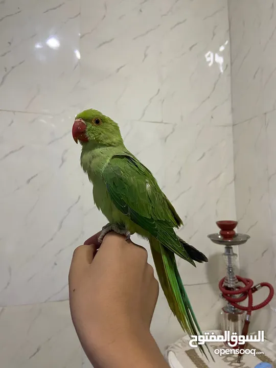 ببغاء الدره