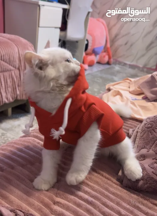 قط ذكر للبيع في سعر 250