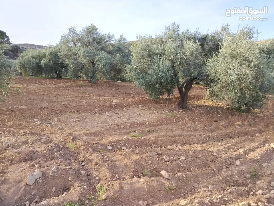 مزرعة زيتون ملوكية اطلالة ع الغرب و جبال فلسطين ع ثلاث شوراع قرب شارع الستين ثغرة السلطان