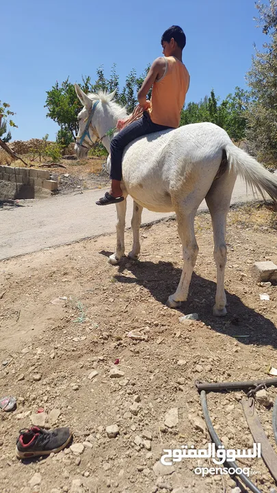 بغلة نخب اول بالصلاه على النبي