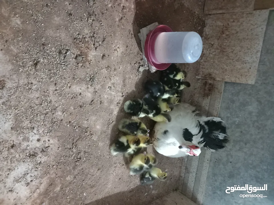 بط بلدي للبيع سعرالحبه 3 دنانير المكان عمان خلدا