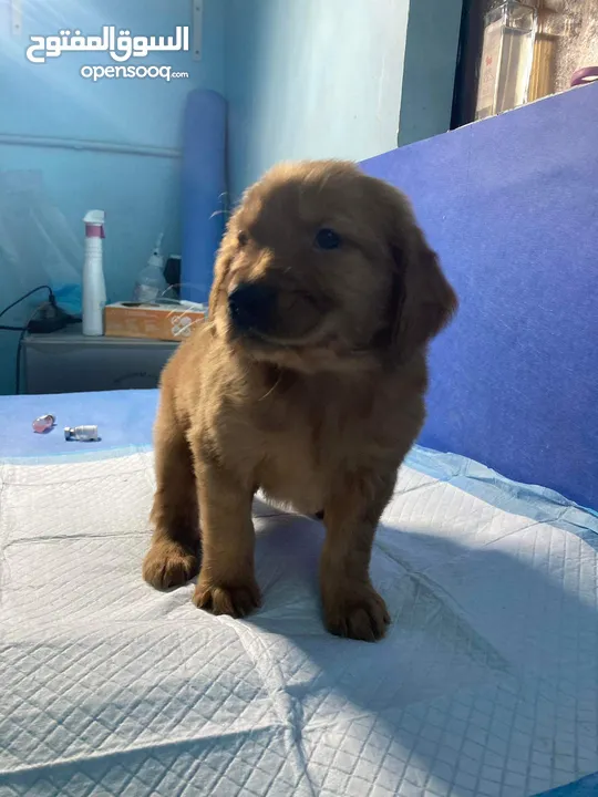 جولدن ريتريفر بريطاني آصلي  Golden retriever pure اعلى مستوى في الشرق الاوسط