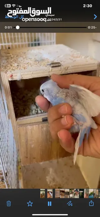 عصفور الحب love bird بادجي من انتاجي في المنزل