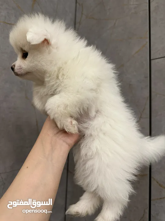 جراء بوميريان اصغر حجم تيكب