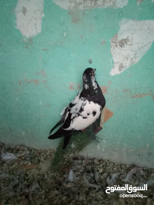 طيران اول خيرها
