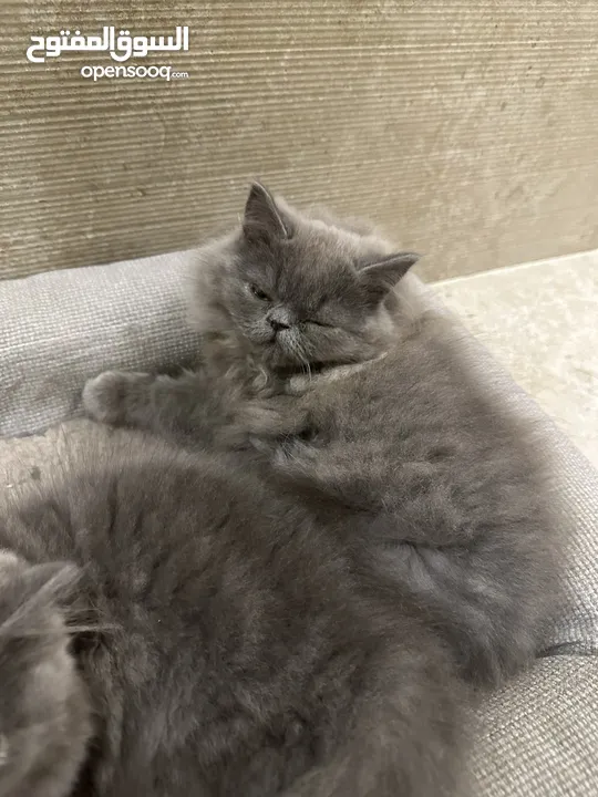 Persian 2 months and a half kittens