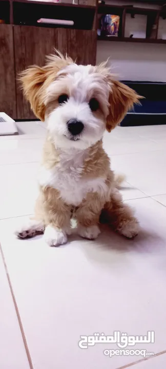 (send me whatsup)Male /Mini malltipoo/5 months old