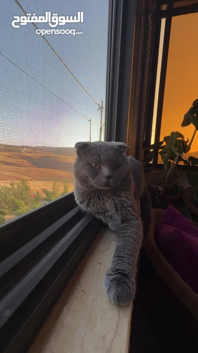 قط Scottish Fold للبيع بسعر مميز