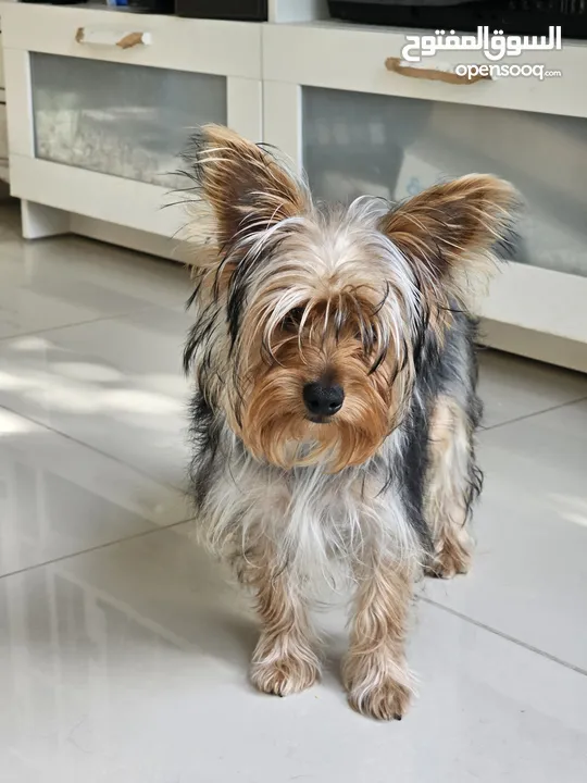 yorkshire Terrier