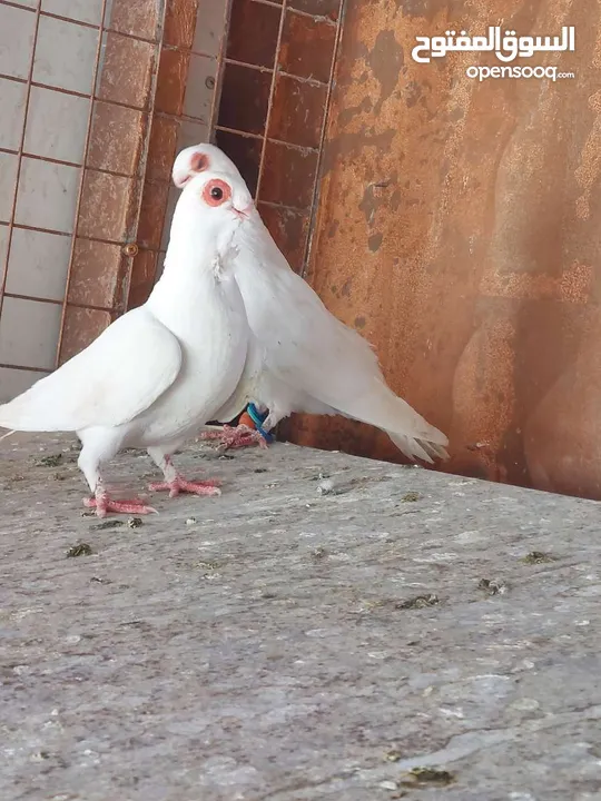 فحول وطواير للبيع