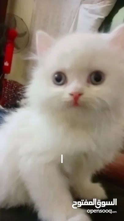 بسه شيرازيه للبيع عمرها تقريبا شهر