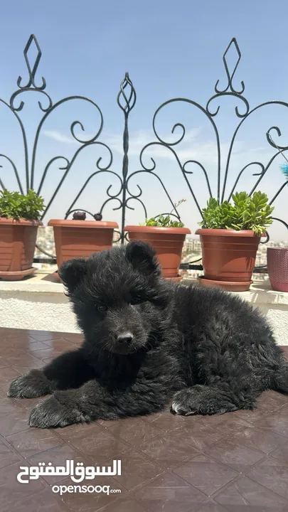 جيرمن رويال بلاك -  German Shepherd Royal Black