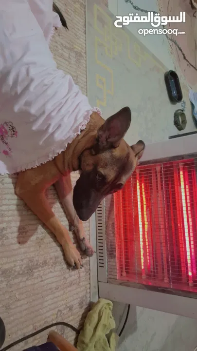 جراو مالينوا الأصل  للبيع  عمر عشرين يوم