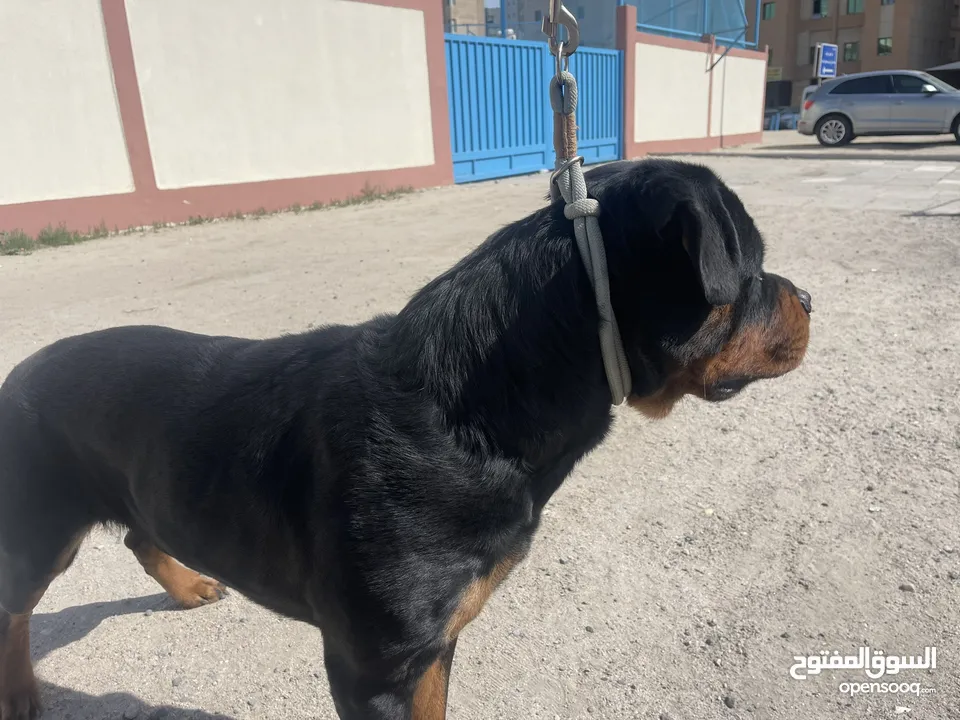 Male Rott for sale