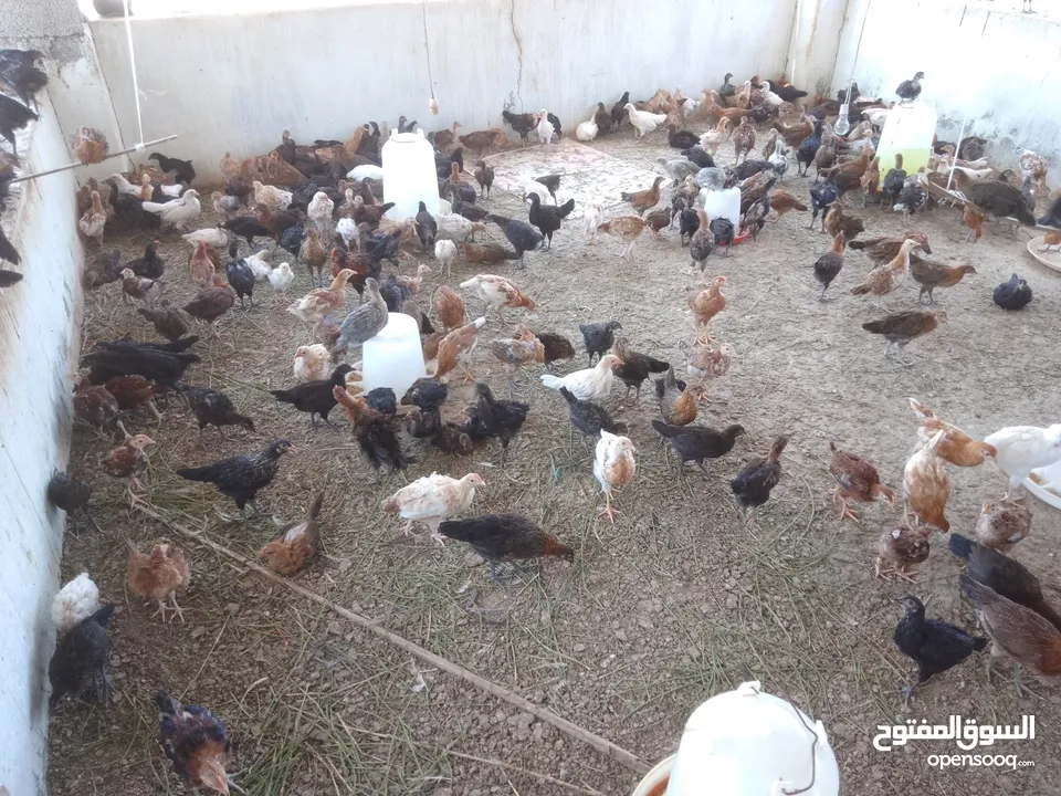 omani chickens for sale