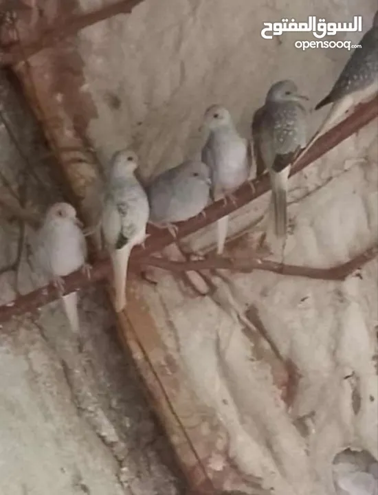 حمام ماسي مخاليف صحه ونضافه الجوز 20 دينار من اجود الحمام يسهل الترباي واكله خفيف جدا وغير مكلف