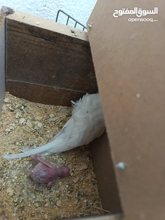 جوز هوغو رومو البينو عين حمرا للبيع صحه مع فرخ