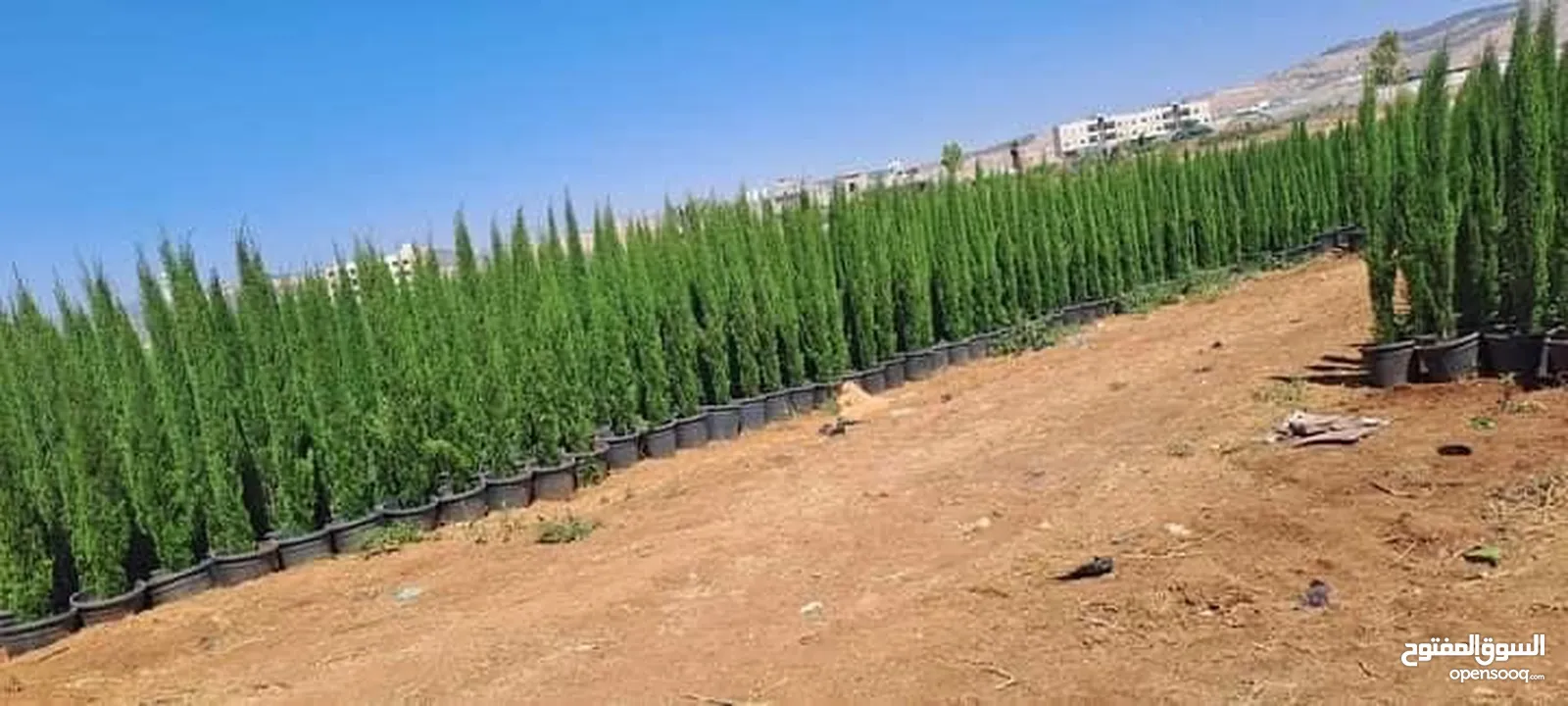 سرو توتم إيطالي الأصلي
