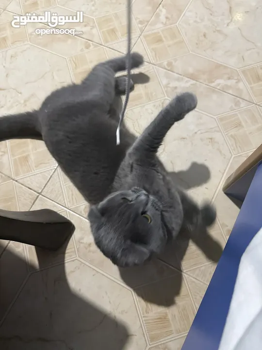 قط Scottish Fold للبيع بسعر مميز