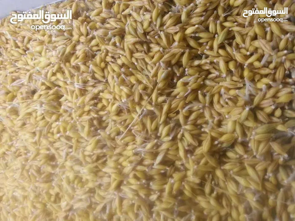 استنبات شعير  شعير مستنبت Sprouted   صواني استنبات شعير Barley germination barley