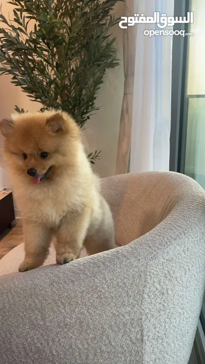 Dog Pomeranian