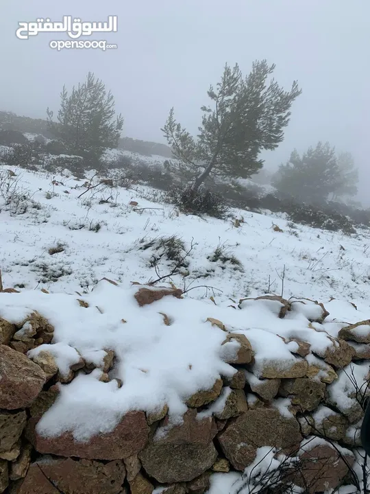أرض ممتازة في جرش للسكن و للزراعة بقرب أحراش الدولة و سعر مغري  للمزيد من المعلومات اقرأ الوصف