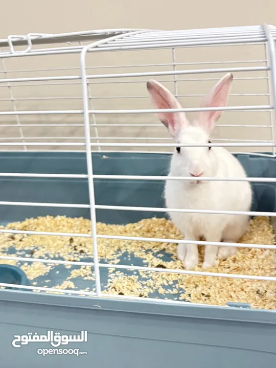 Selling a Dwarf Rex Mix Rabbit