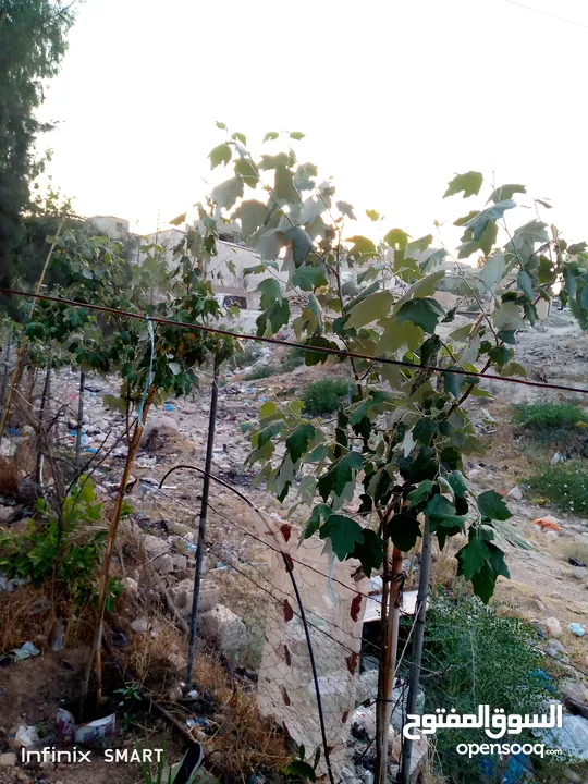 للبيع منزل مكون من طابقين بالإضافة إلى حديقة نصف دونم مشجر