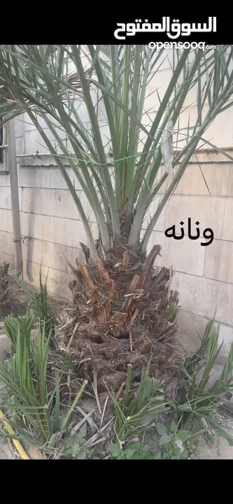 نخله قعيديه ونانه + نخله ابريم اصليه