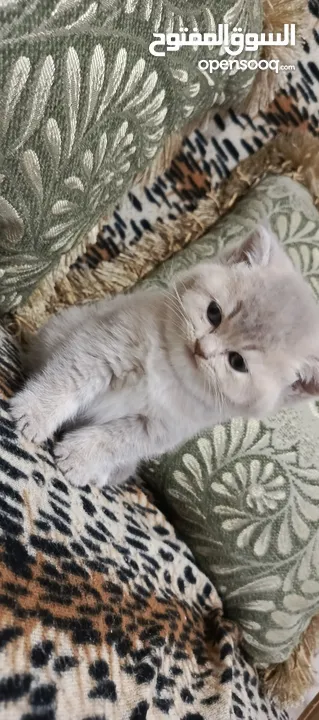 ذكر بريتش للتزاوج