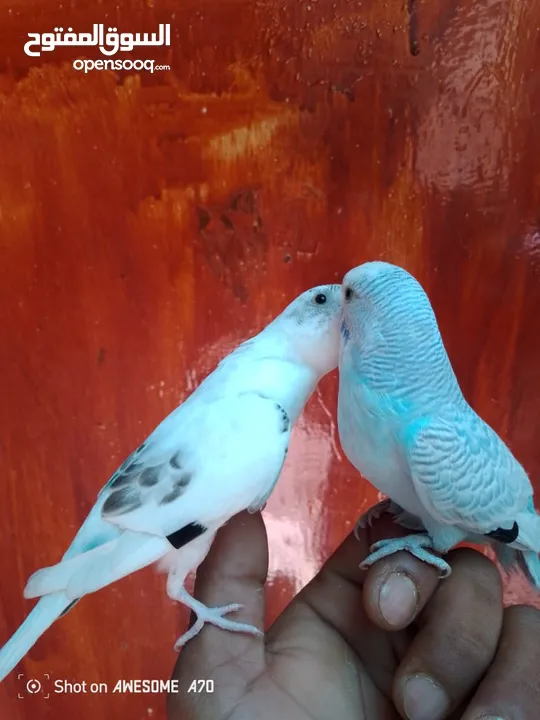 متاح جوز حب وحبه كوكتيل للبيع اقرا التفاصيل جيدا